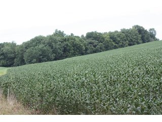 Property photo 64 - LAND AUCTION - 1,193+/- ACRES IN 14 TRACTS IN PIKE & GIBSON COUNTY, INDIANA